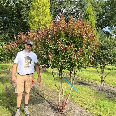 Schirmform 200-250 24-B36 2240 - Chinesische Kräuselmyrte 'Dynamite' - Lagerstroemia indica 'Dynamite' -R- - Collection