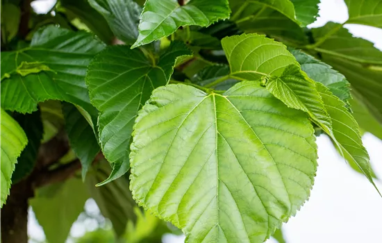 Tilia cordata