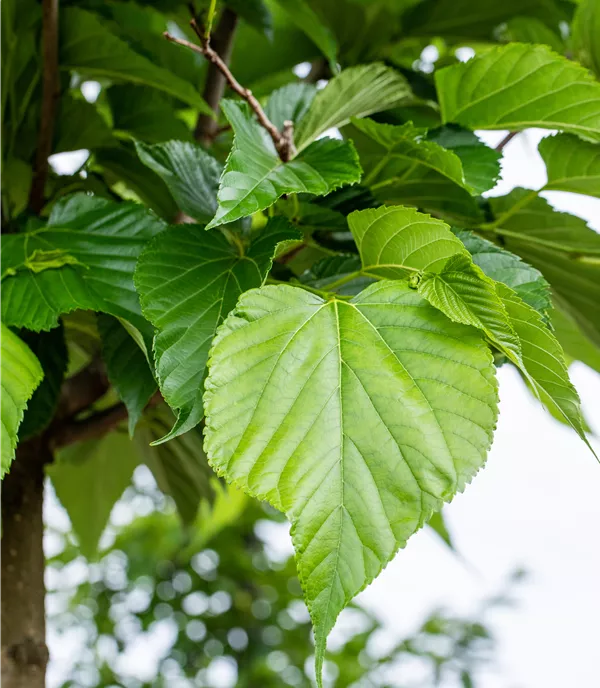 Tilia cordata
