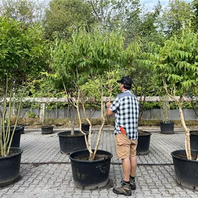 Schirmform 150-200 x 200-250 24-B65 1490 verkauft - Heptacodium - Heptacodium miconioides - Collection