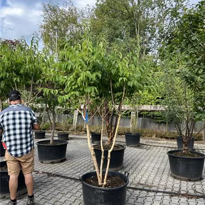 Schirmform 150-200 x 200-250 24-B66 1490 verkauft - Heptacodium - Heptacodium miconioides - Collection