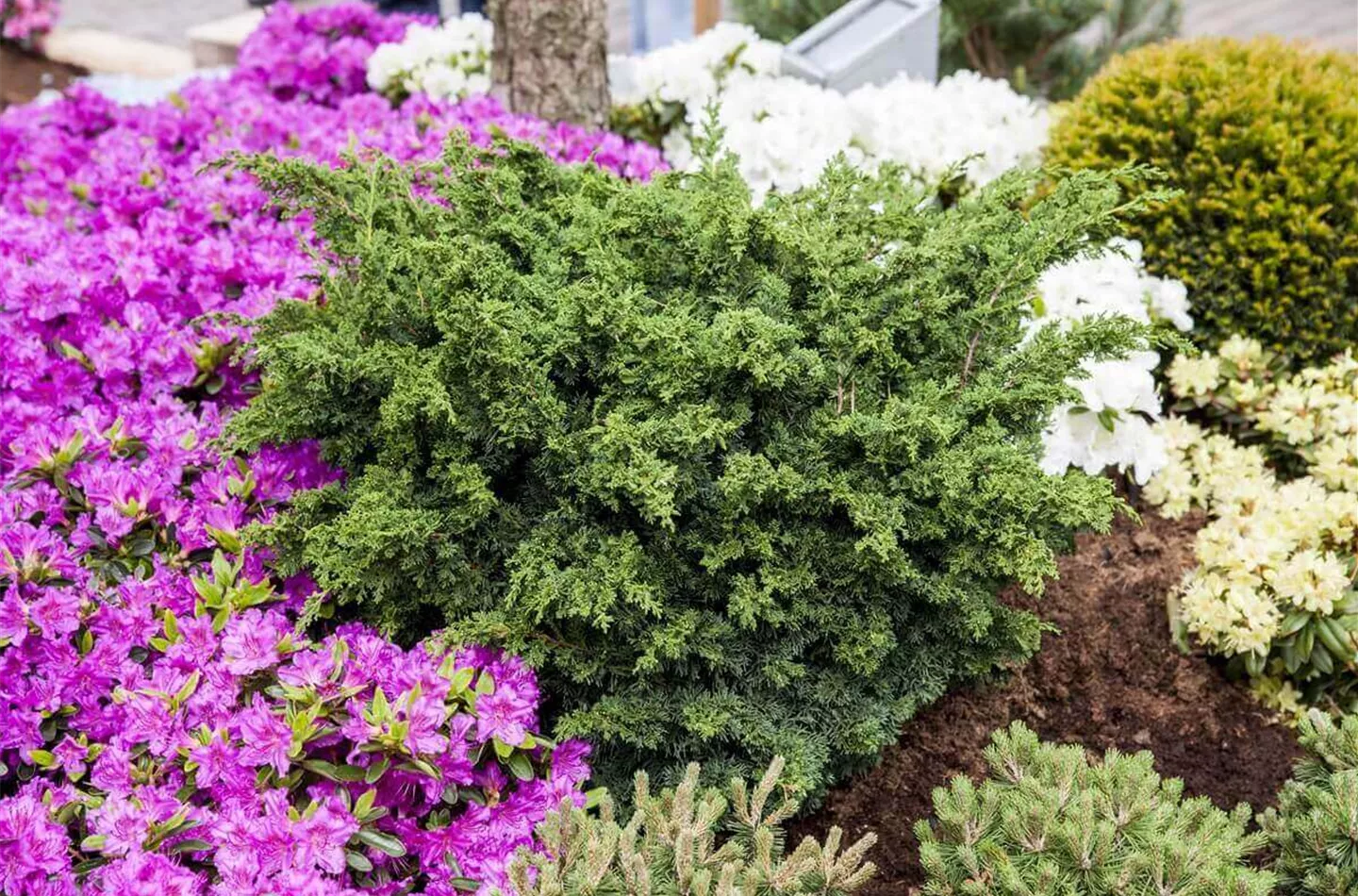 Wacholder schneiden: 8 Tipps (mit Video)