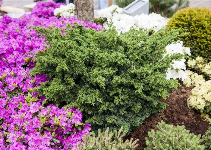 Wacholder schneiden: 8 Tipps (mit Video)