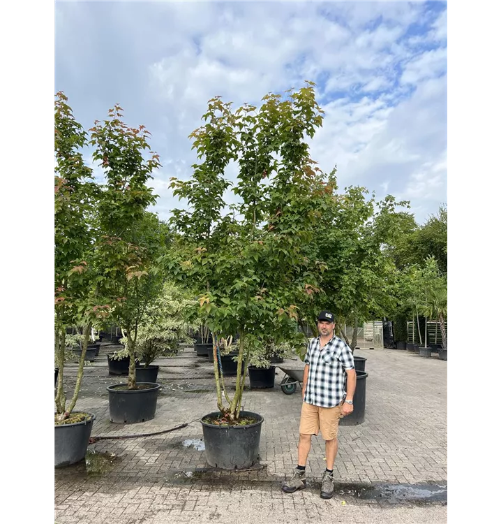 Chin.Amberbaum - Liquidambar formosana - Collection