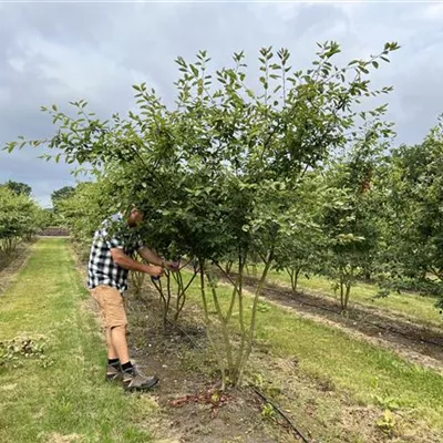 Schirmform 150-200 x 250-300 24-B98 1580 - Kupfer-Felsenbirne - Amelanchier lamarckii - Collection