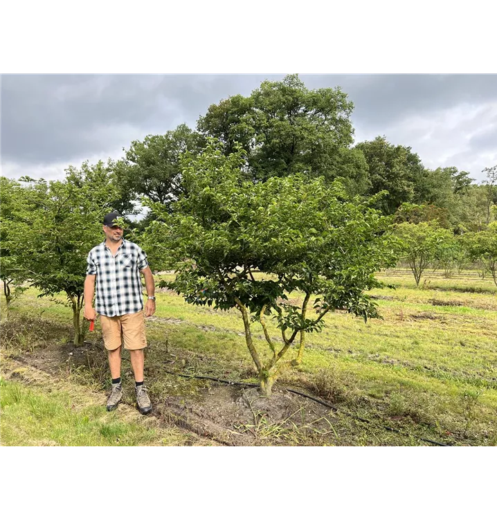 Jap.Storaxbaum - Styrax japonicus - Collection