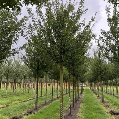 Hochstamm 20-25 24-D60 + D61 + D62 + D65 +D67 + D68 + D69 1640 - Feldahorn 'Elsrijk' - Acer campestre 'Elsrijk' - Collection