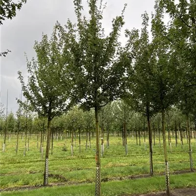 Hochstamm 20-25 24-D60 + D61 + D62 + D65 +D67 + D68 + D69 1640 - Feldahorn 'Elsrijk' - Acer campestre 'Elsrijk' - Collection