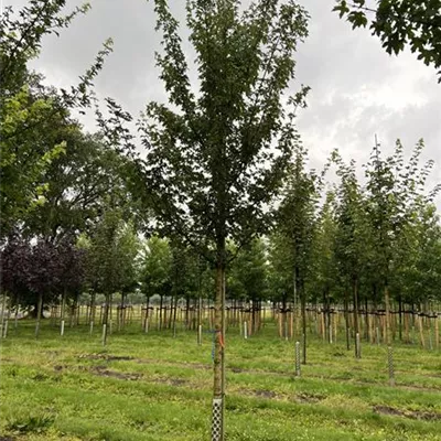 Hochstamm 20-25 24-D60 + D61 + D62 + D65 +D67 + D68 + D69 1640 - Feldahorn 'Elsrijk' - Acer campestre 'Elsrijk' - Collection