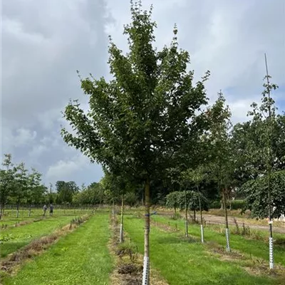 Hochstamm 25-30 24-D89 2240 - Feldahorn 'Elsrijk' - Acer campestre 'Elsrijk' - Collection