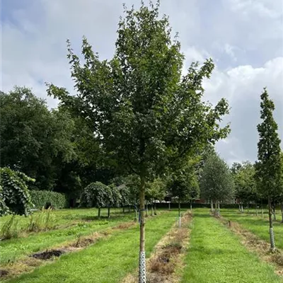 Hochstamm 25-30 24-D89 2240 - Feldahorn 'Elsrijk' - Acer campestre 'Elsrijk' - Collection