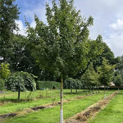Hochstamm 25-30 24-D89 2240 - Feldahorn 'Elsrijk' - Acer campestre 'Elsrijk' - Collection