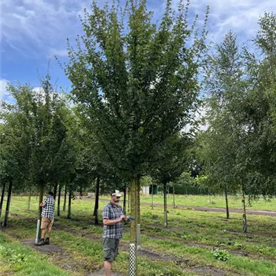 Hochstamm 25-30 24-D91 2240 - Feldahorn 'Elsrijk' - Acer campestre 'Elsrijk' - Collection