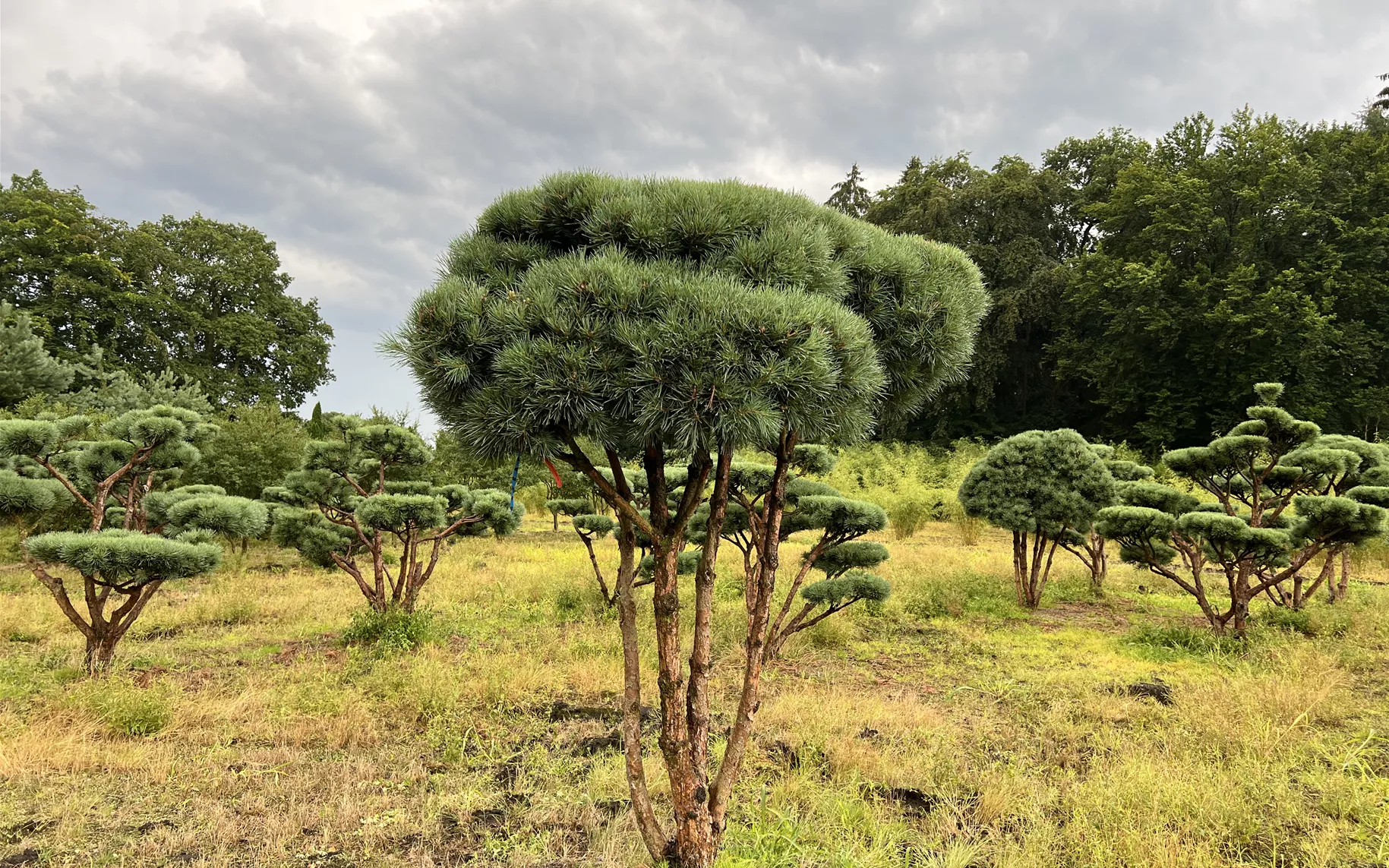 E 12 Pinus sylvestris 'Watereri' Schirmform