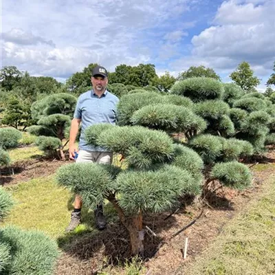Bonsaiform 125-150 - Silberkiefer - Pinus sylvestris 'Watereri' - Collection