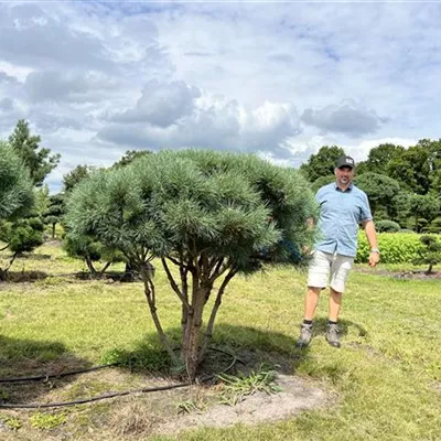 Schirmform 140-160 x 140-160 - Silberkiefer - Pinus sylvestris 'Watereri' - Collection