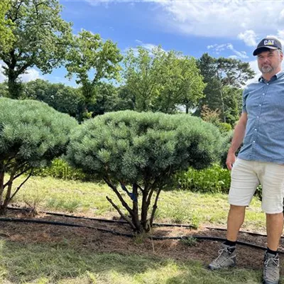 Schirmform 125-150 x 125-150 - Silberkiefer - Pinus sylvestris 'Watereri' - Collection