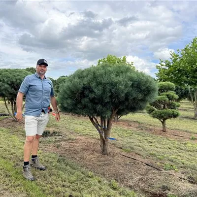 Schirmform 150-200 x 175-200 - Silberkiefer - Pinus sylvestris 'Watereri' - Collection