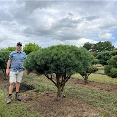 Schirmform 150-200 x 150-175 - Silberkiefer - Pinus sylvestris 'Watereri' - Collection