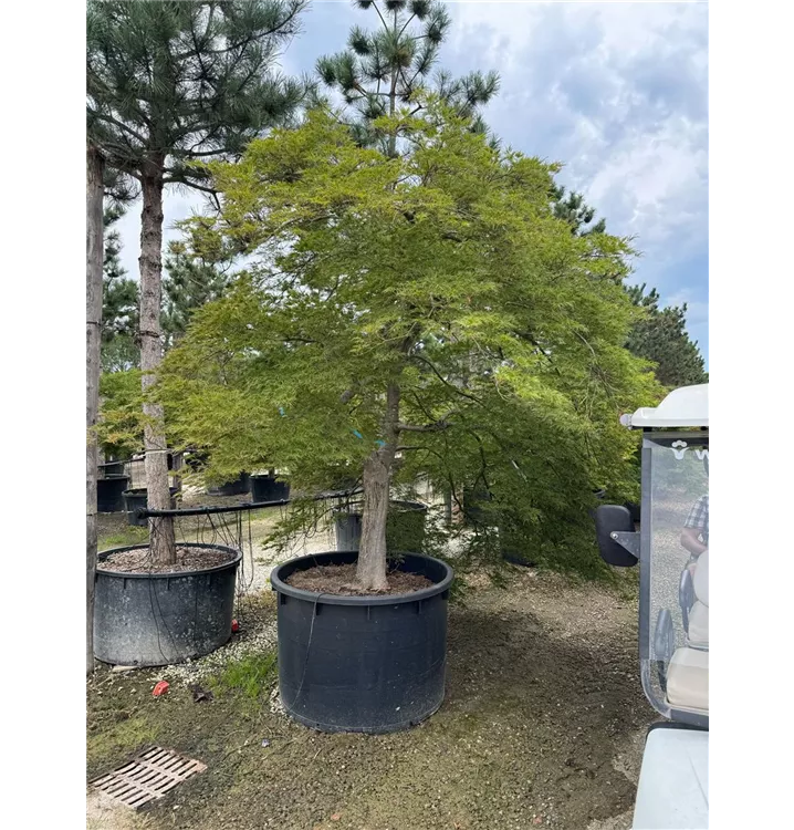 Grüner Schlitzahorn - Acer palmatum 'Dissectum' - Collection