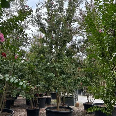 Schirmform 350-400 VP24-8033 3360 - Chinesische Kräuselmyrte - Lagerstroemia indica - Collection
