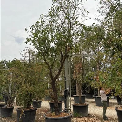 Solitär VP24-8052 4650 - Flaumeiche - Quercus pubescens - Collection