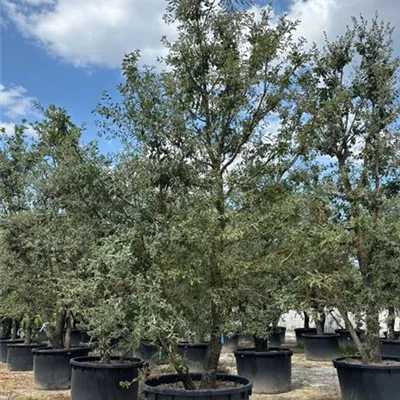 Solitär 600-650 24-8065 6050 - Flaumeiche - Quercus pubescens - Collection