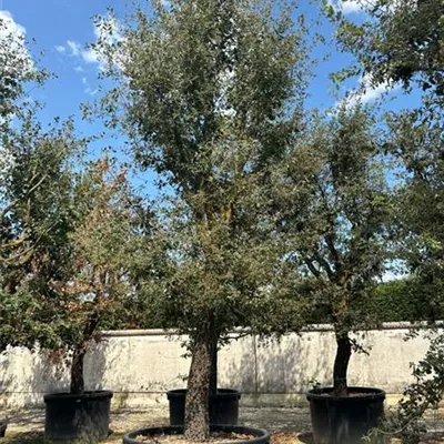 Solitär 600-650 - Flaumeiche - Quercus pubescens - Collection