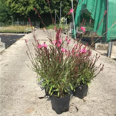 Topfgrösse 1 Liter - Gaura lindheimeri 'Lillipop Pink'