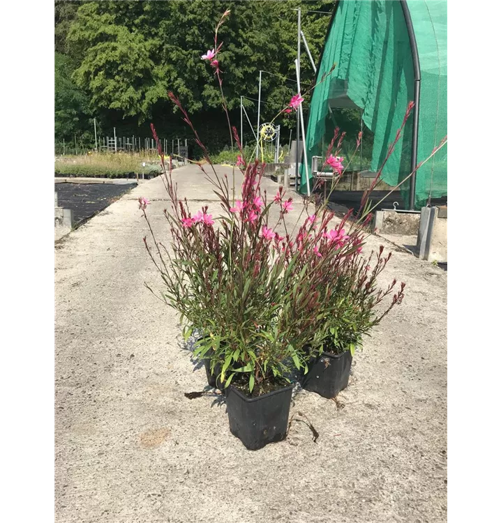 Gaura lindheimeri 'Lillipop Pink'