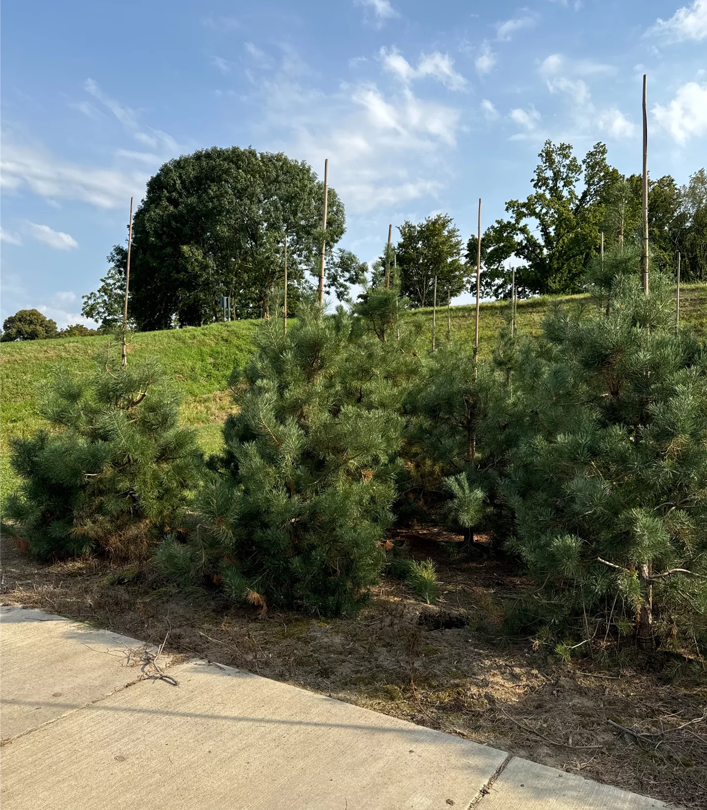 Pinus sylvestris - Collection