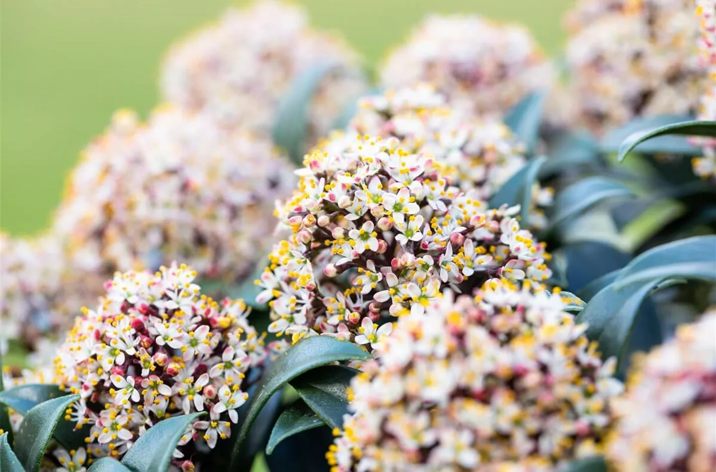 Skimmie pflanzen & pflegen (inkl. Video)