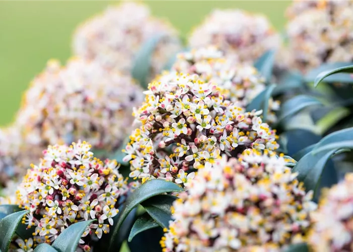 Skimmie pflanzen & pflegen (inkl. Video)