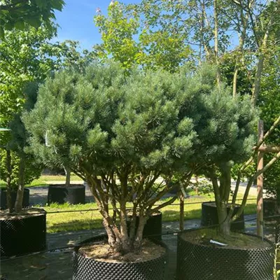 Schirmform 200 - 250 x 175 - 200, Nr. 26D 4300 - Silberkiefer - Pinus sylvestris 'Watereri' - Collection