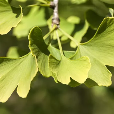 Solitär 175-200 24-1273 477 - Säulen-Fächerblattbaum 'Menhir'® - Ginkgo biloba 'Menhir'® - Collection
