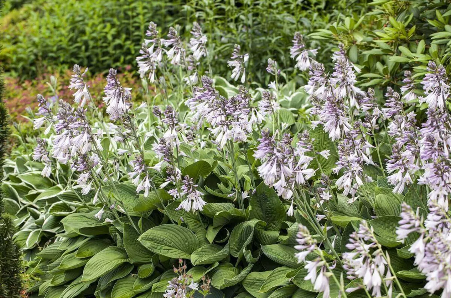 Funkien pflanzen & pflegen (inkl. Video)