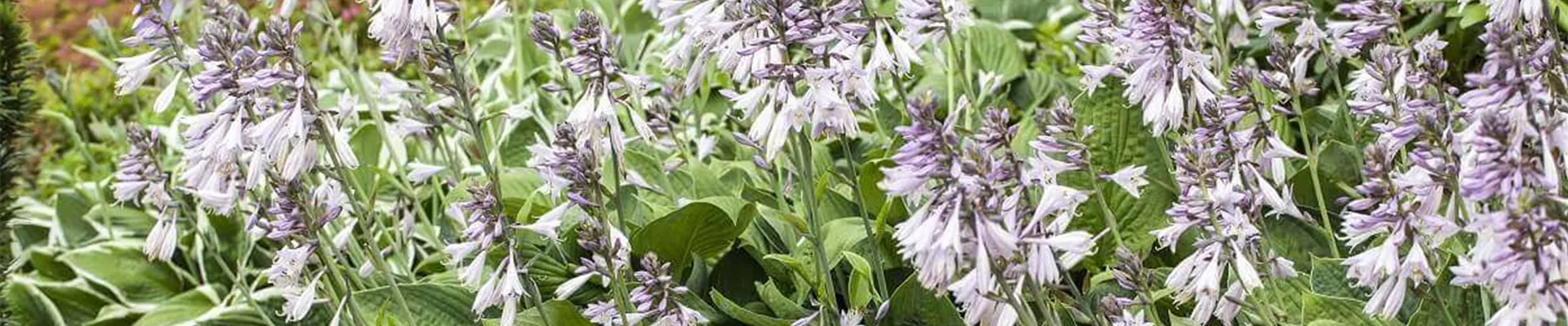 Funkien.jpg Funkien.jpg