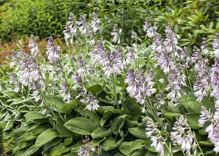 Funkien pflanzen & pflegen (inkl. Video)