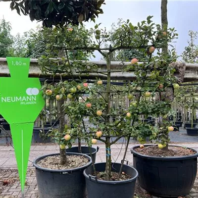 Spalier - Apfel 'Jonagold' mittel - Malus 'Jonagold' CAC - Collection