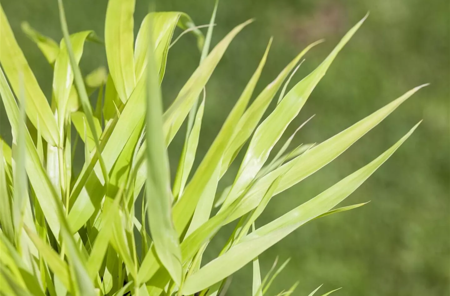 Gräser schneiden: Anleitung & Zeitpunkt