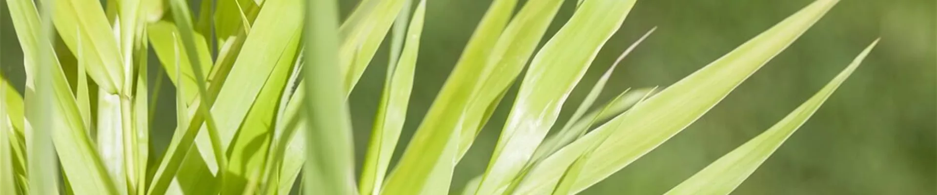 Graeser-schneiden.jpg Graeser-schneiden.jpg