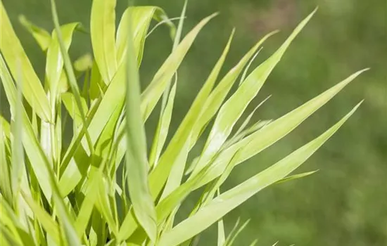 Gräser schneiden: Anleitung & Zeitpunkt Gräser schneiden: Anleitung & Zeitpunkt