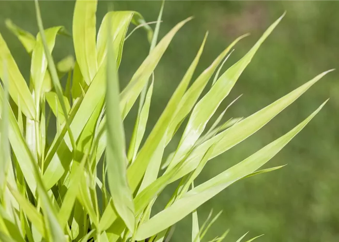 Gräser schneiden: Anleitung & Zeitpunkt
