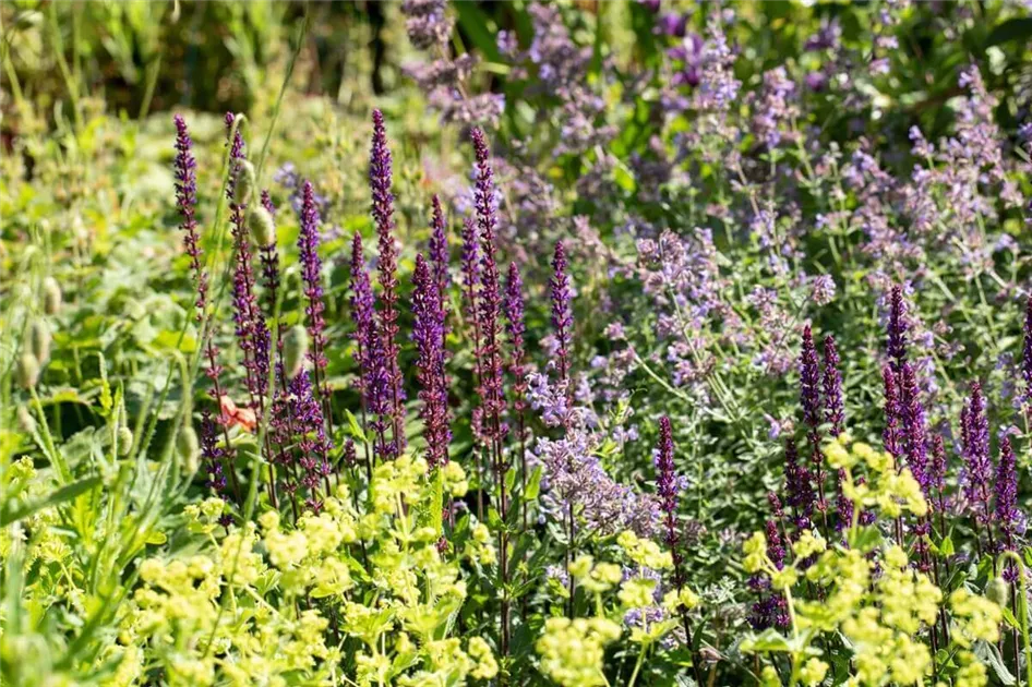 Stauden im Herbst pflanzen: Vorteile & Tipps