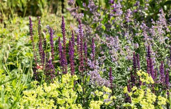 Stauden im Herbst pflanzen: Vorteile & Tipps Stauden im Herbst pflanzen: Vorteile & Tipps