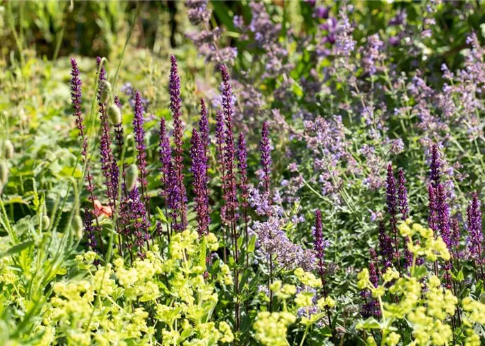 Stauden im Herbst pflanzen: Vorteile & Tipps