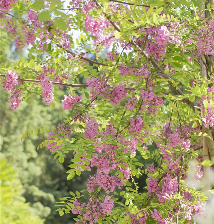 Klebrige Robinie - Robinia viscosa - Collection