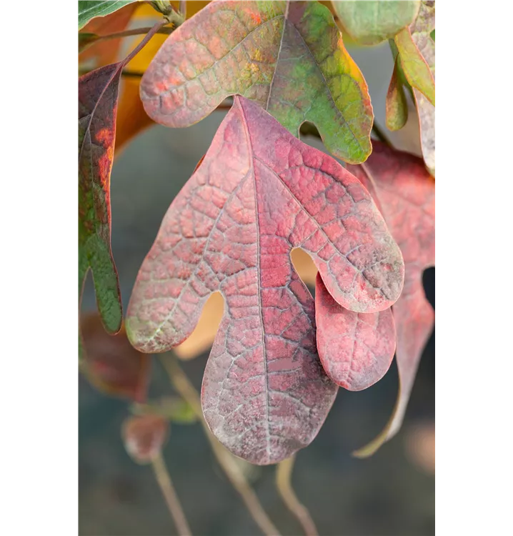 Sassafras albidum