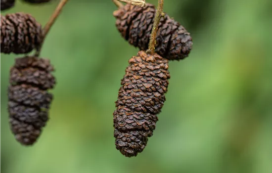 Alnus glutinosa
