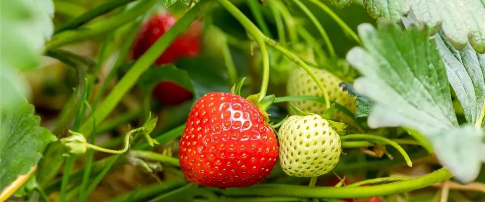 Erdbeere-Kletterpflanze-mit-essbaren-Fruechten.jpg